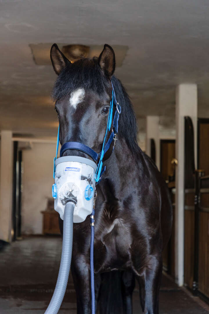 hippomed Ultraschall-Inhalator für Pferde AirOne